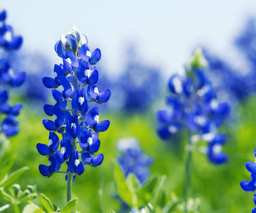 Bluebonnets