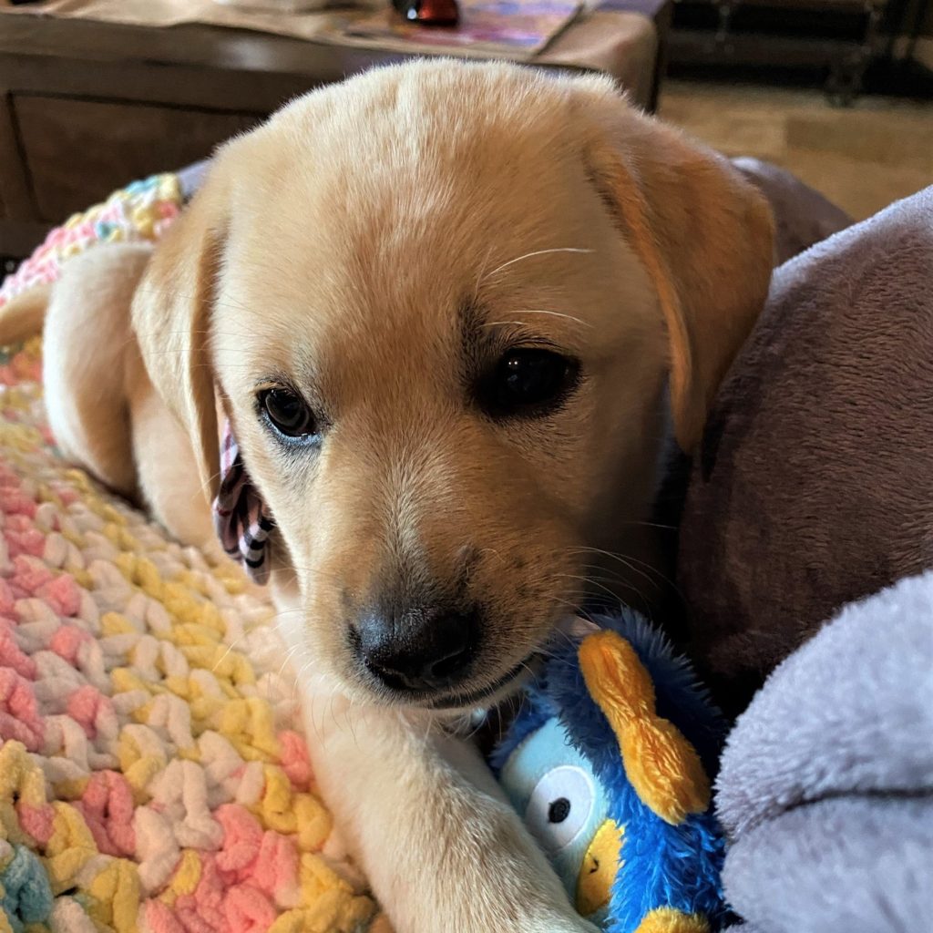 Zoi